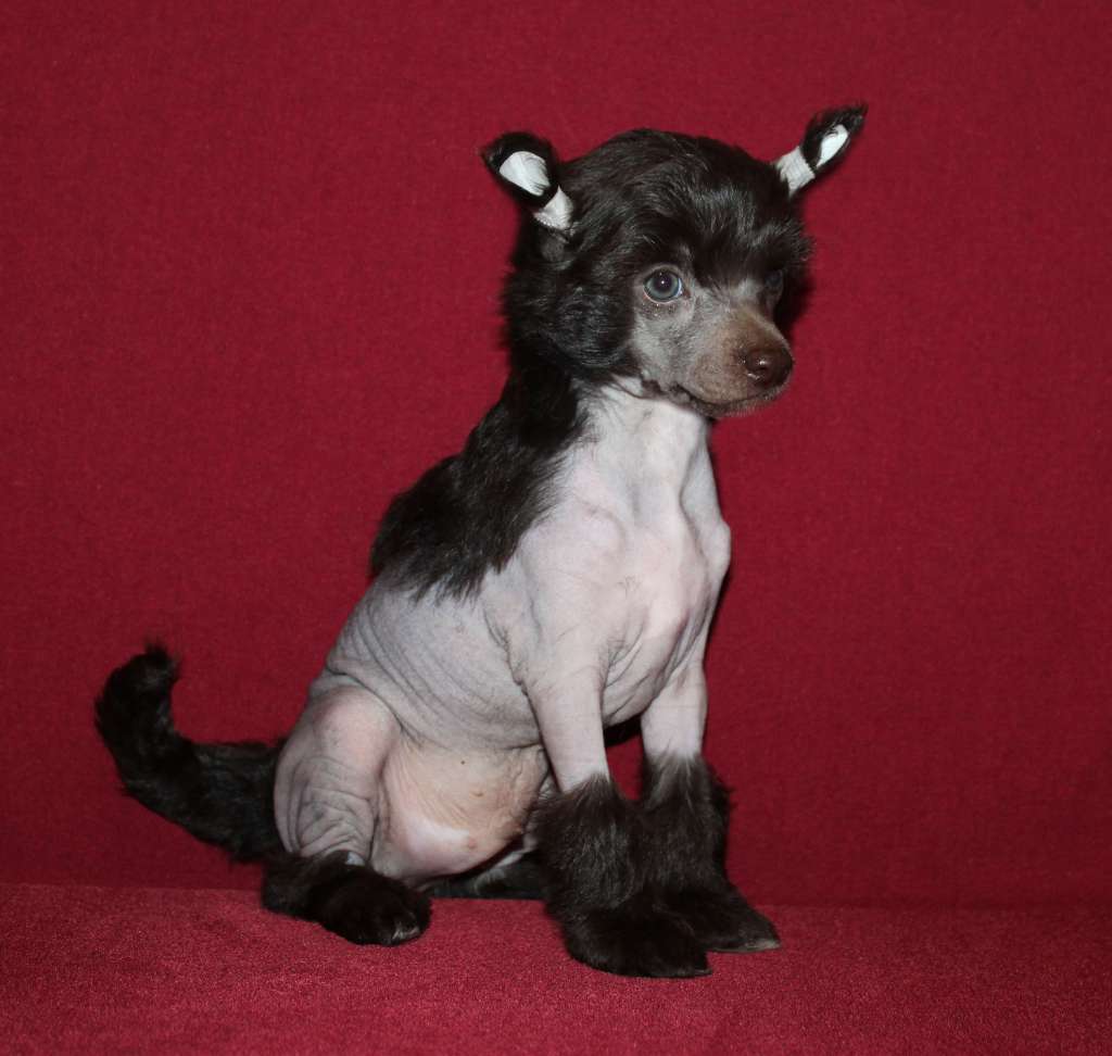 Charuyuschiy Soblazn Antario Rising Star