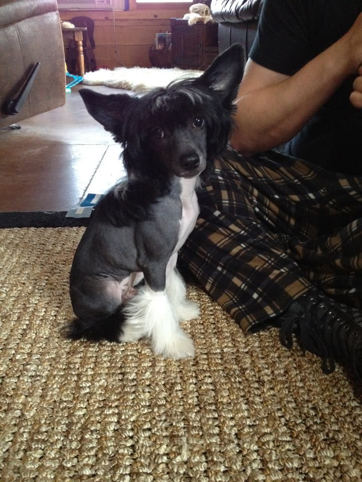 My Crazy Crested Exclusive Amante