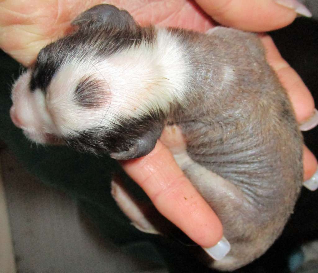 Scherzando Whiplash Smile