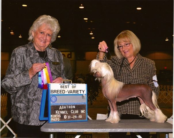 Softail Ferrari Fever