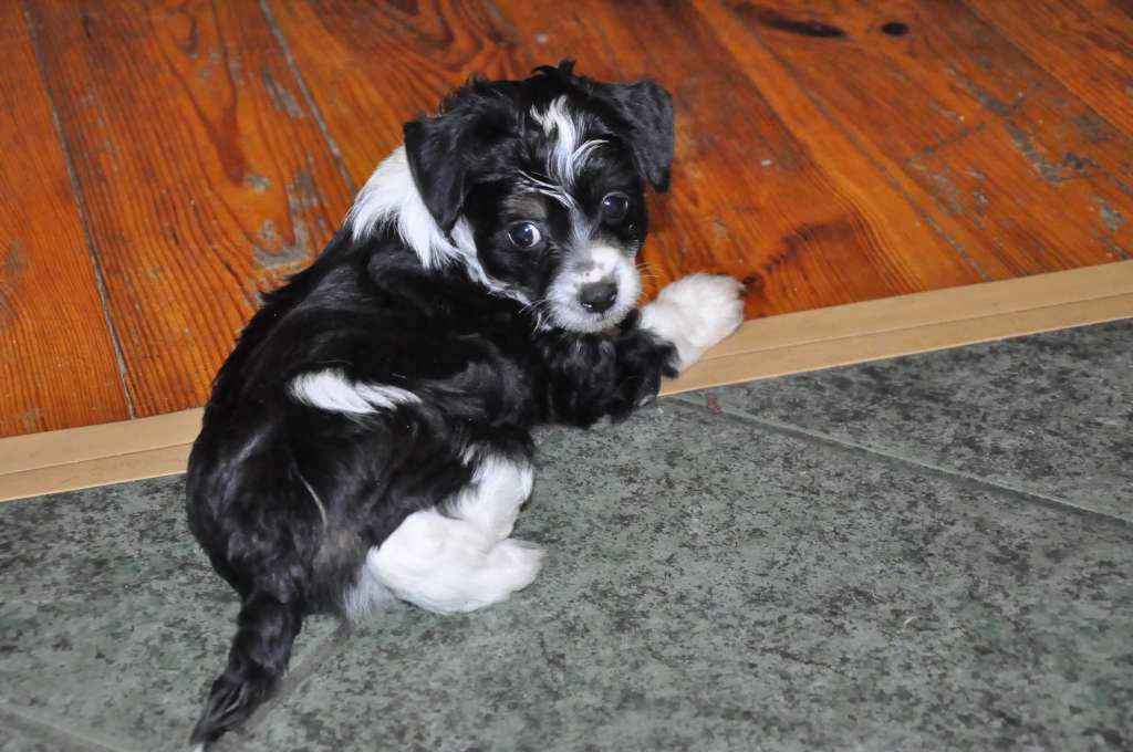 GULIWER Kolekcja Szuwarka