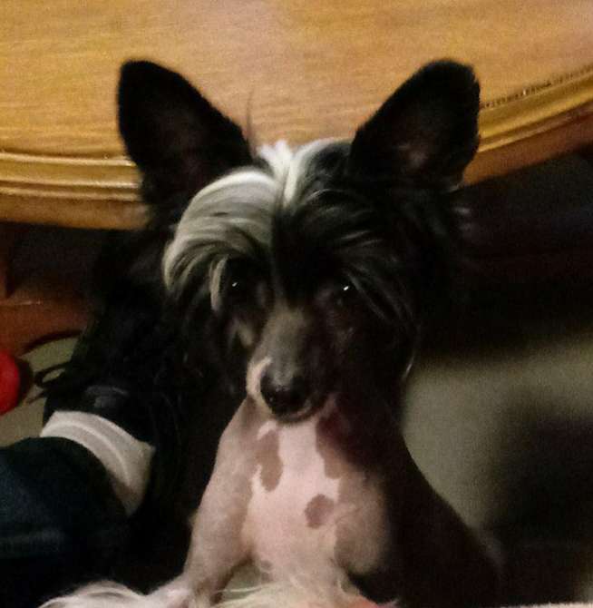 Altacrest's Miss Independant