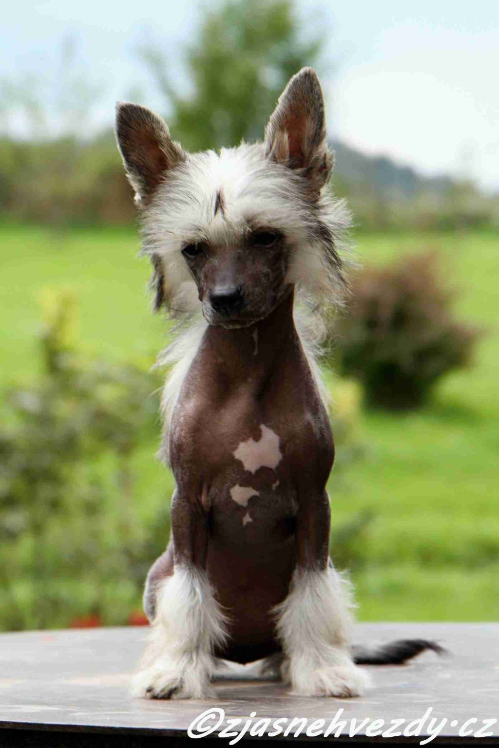 Hoshiko z Jasne hvezdy