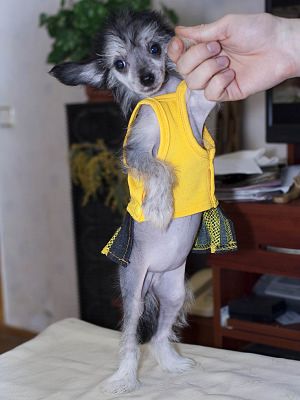 Mon Cher Petit Elpida