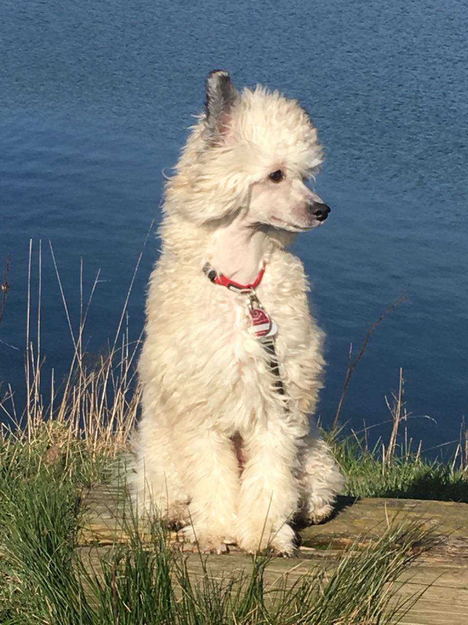 A Song for the lovers vom Bayrischen Meer