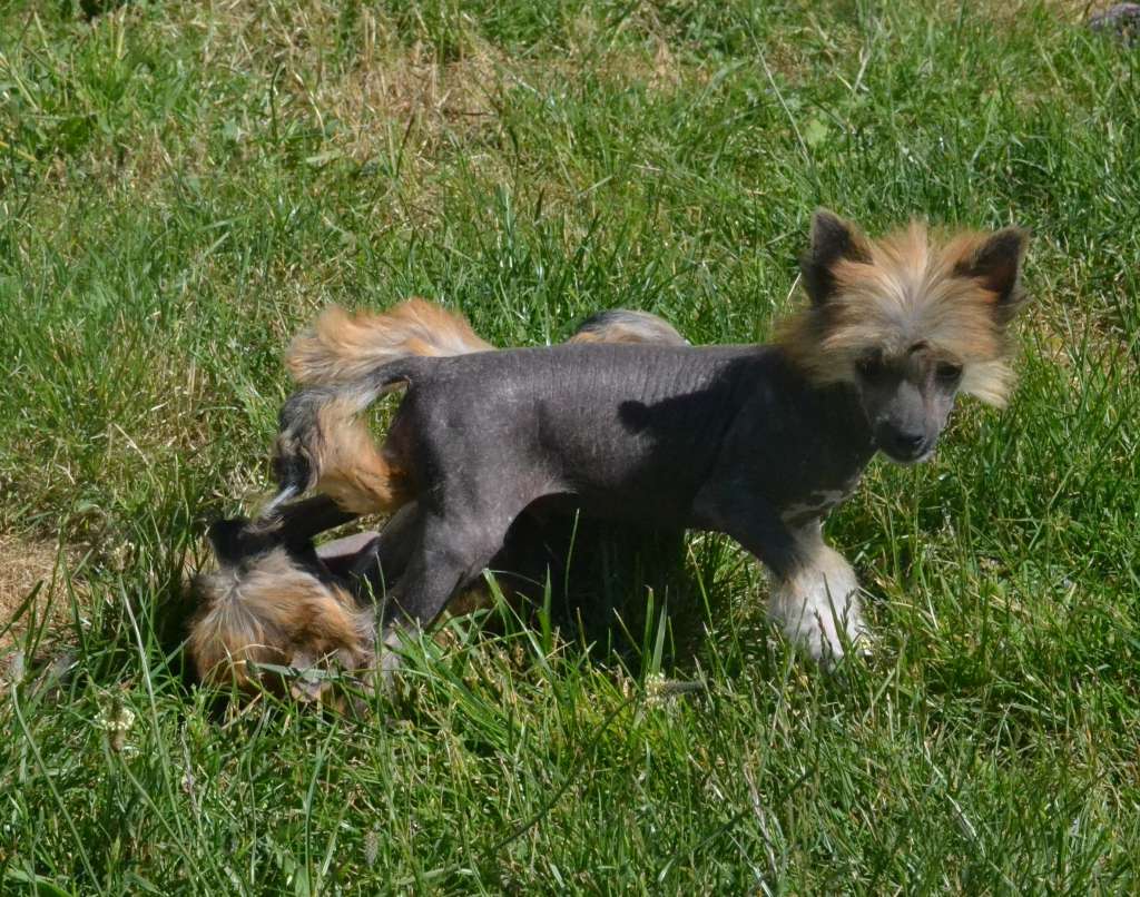 Nylan De L'Orée des Rêves