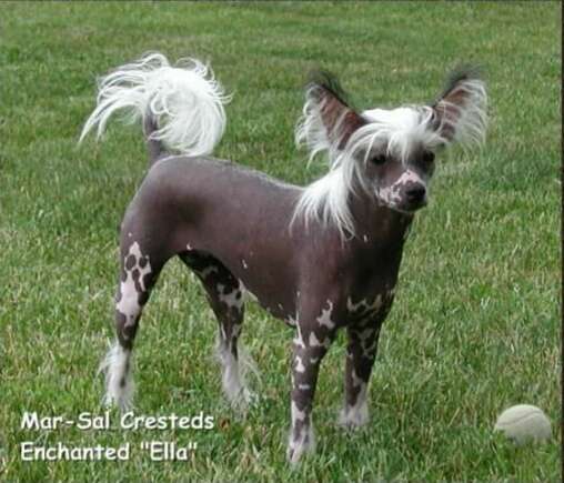 RCrested Enchanted Ella