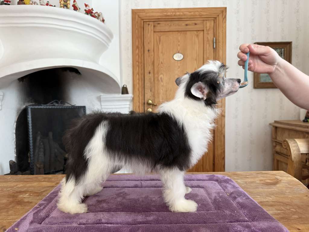 Nomilas Unicorn Kisses