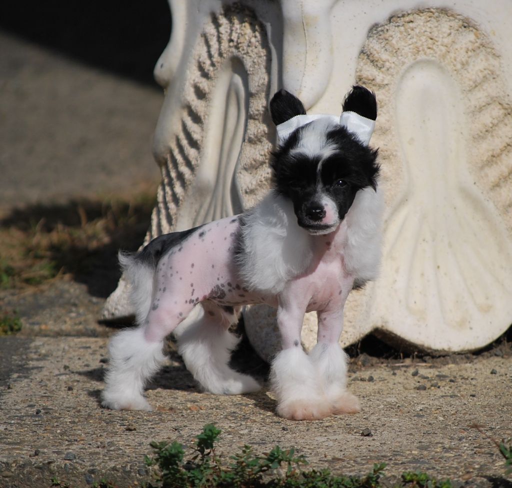 Little Dog Of Dream Hugo Boss