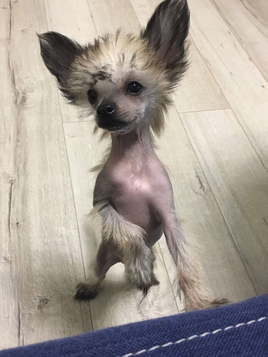 Charuyuschiy Soblazn Chupa Chups