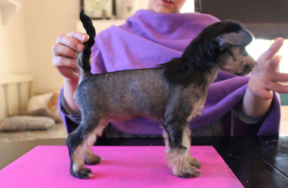 Love Bites Maybellene I Hofteholder