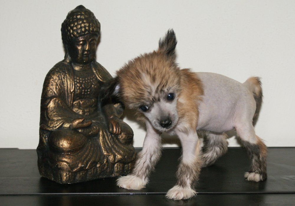 Cuckoo town's Shining Star