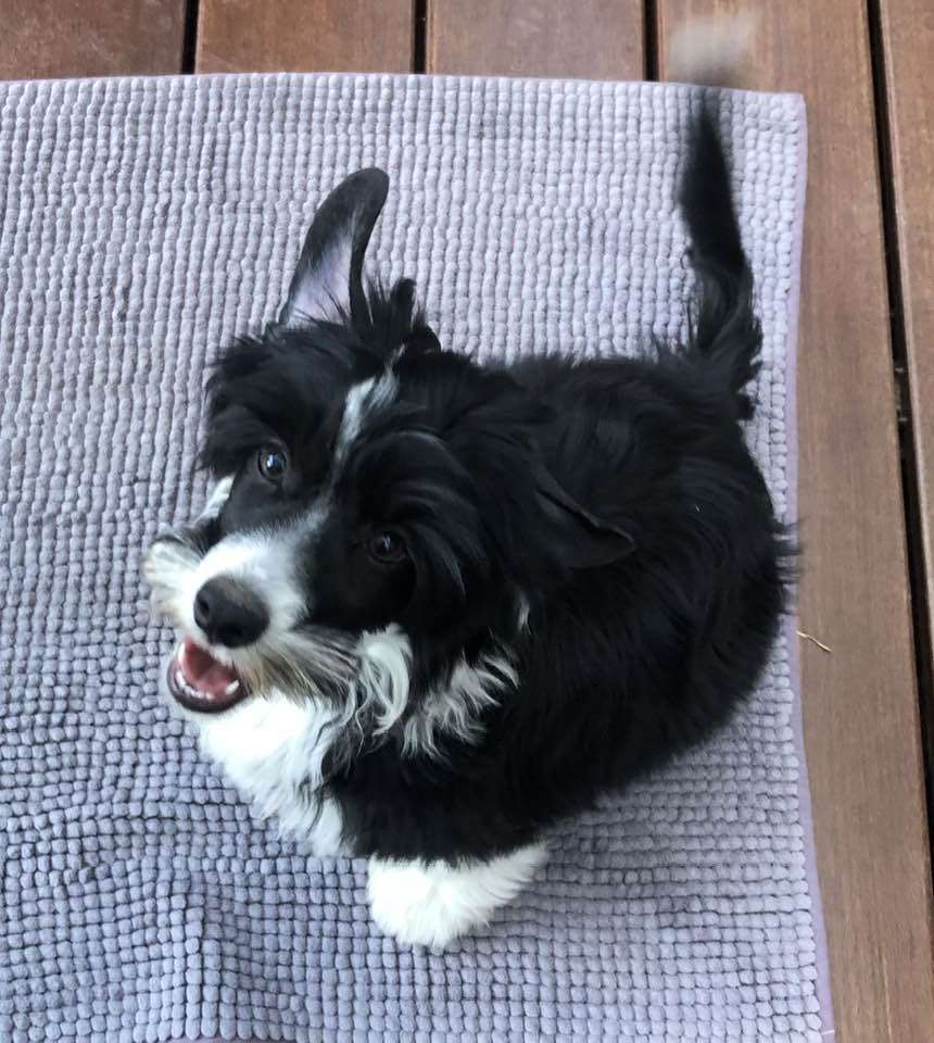 TAYLOR Caramella's Family