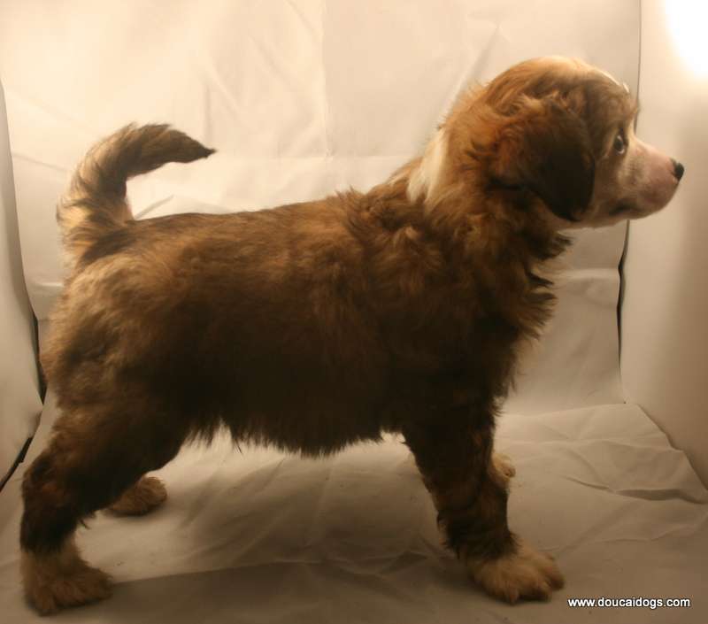 doucai's No Minced Tart