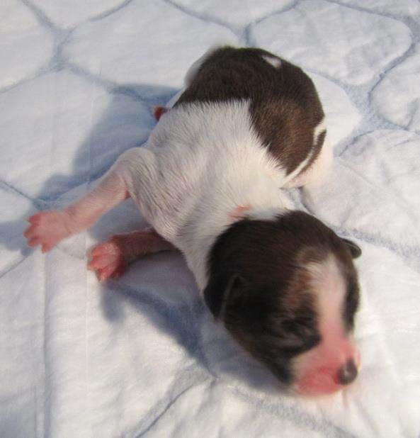 Windy Willow's Fly Sky High