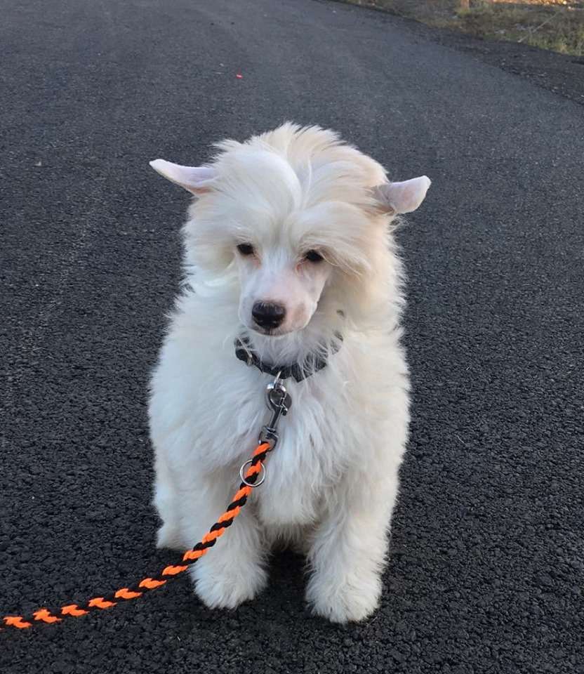 Malásek Garden Roses