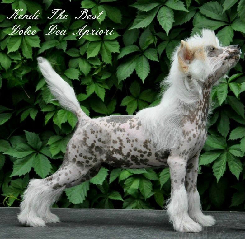 Kendi The Best Dolce Dea Apriori