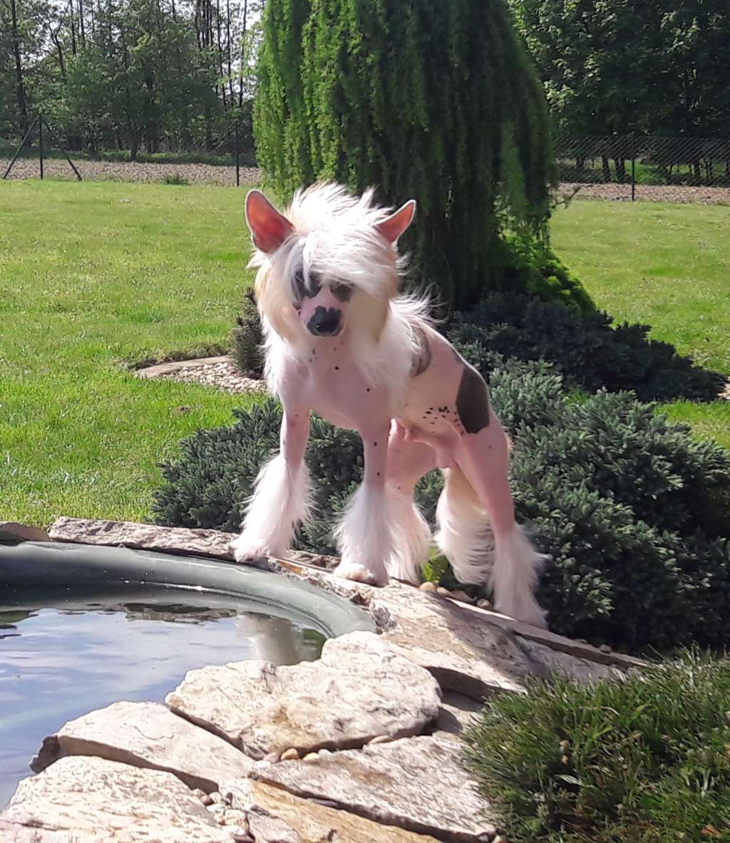 Discovery Crystal Ice