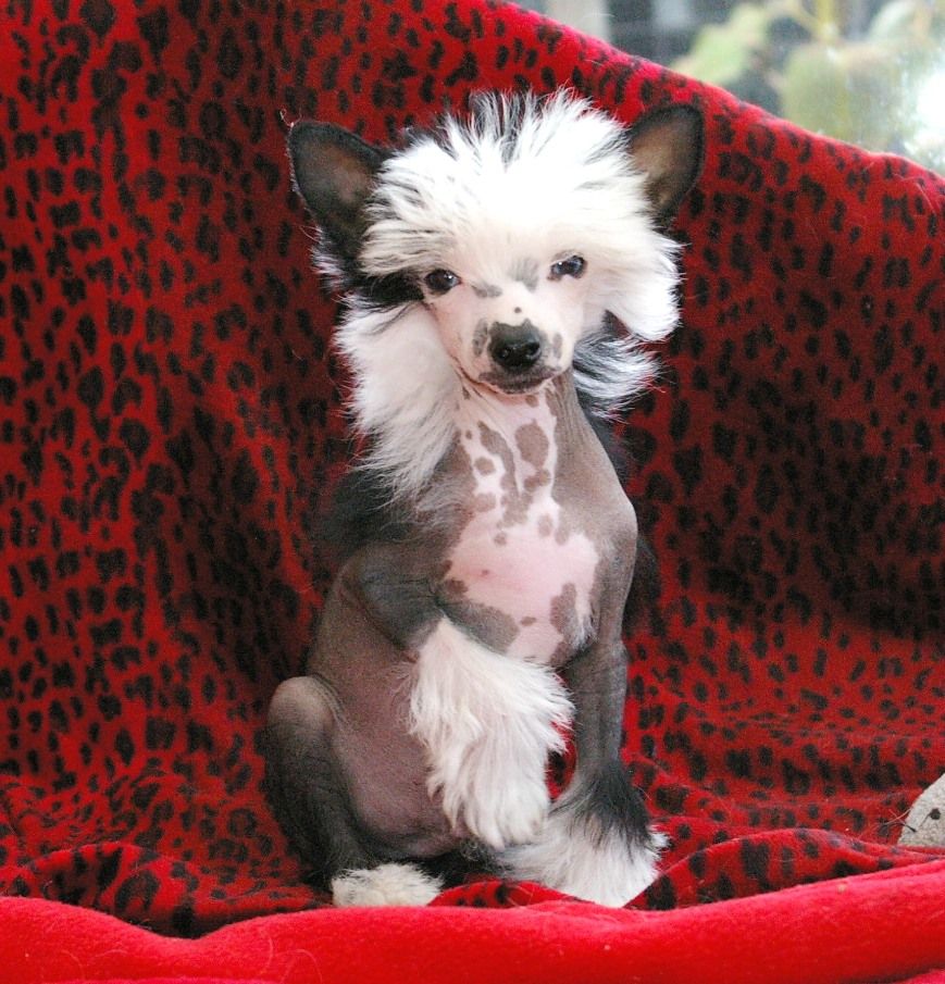 Blue Magic Easy Groom