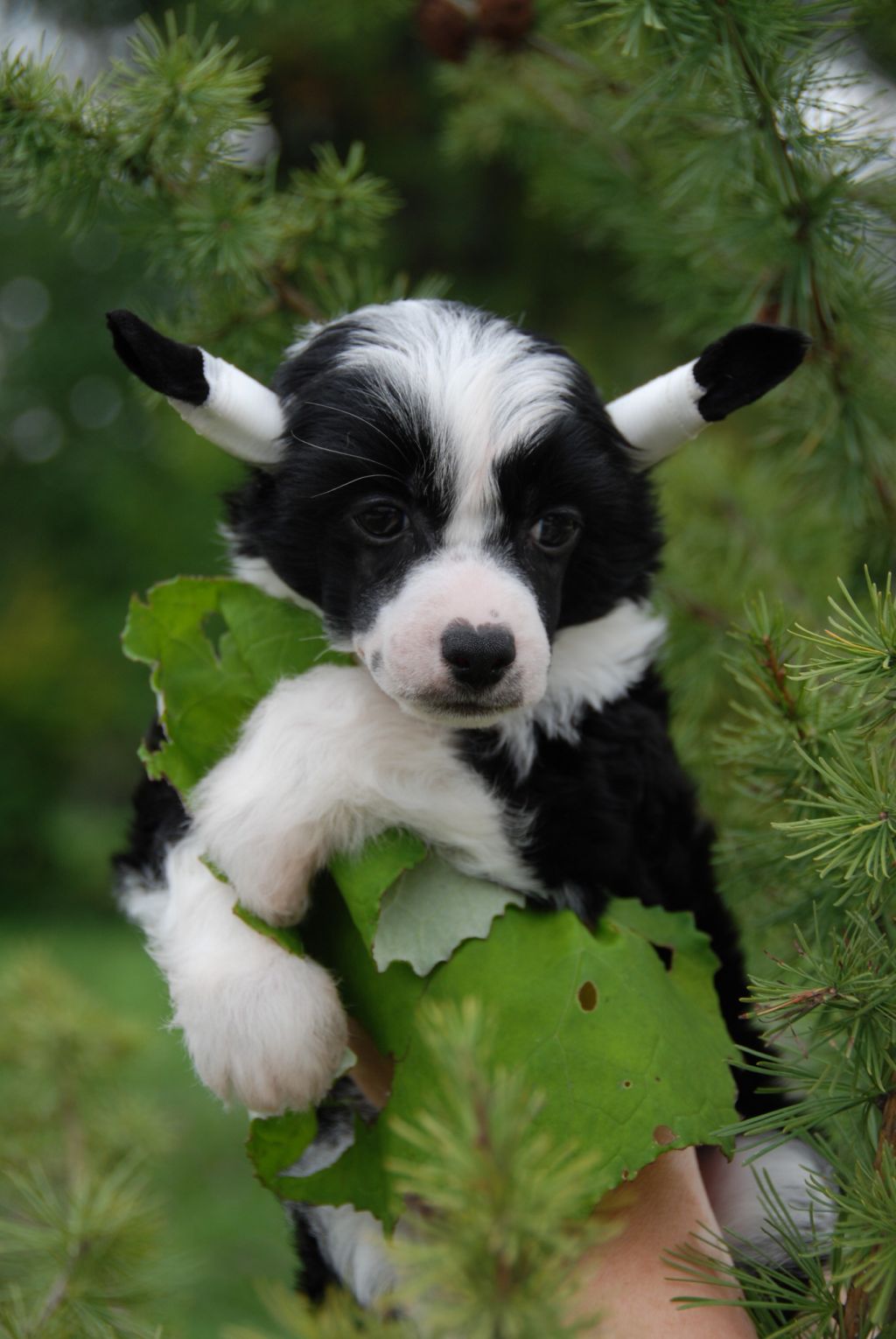 Perl Magic Grand Prix