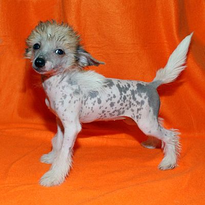 Alvine Band  In-Grid 