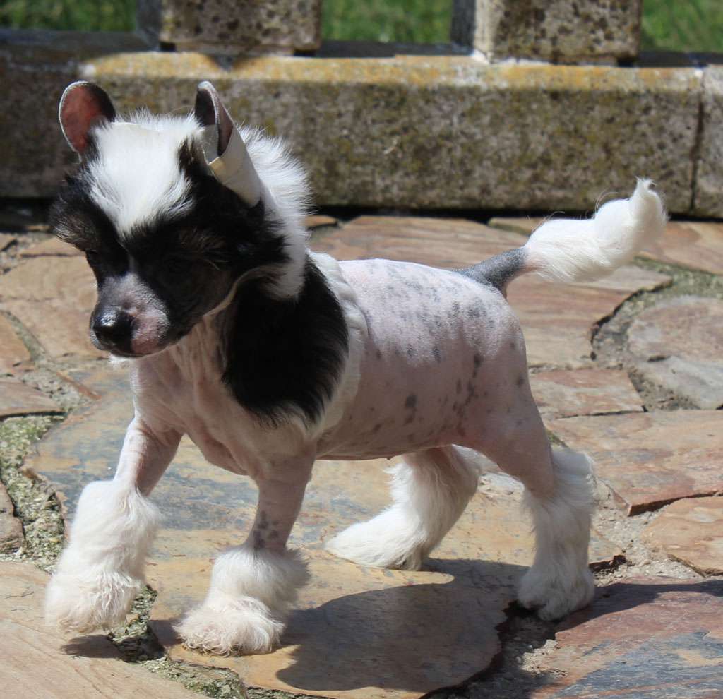 Lollipop sweat de Almamasan