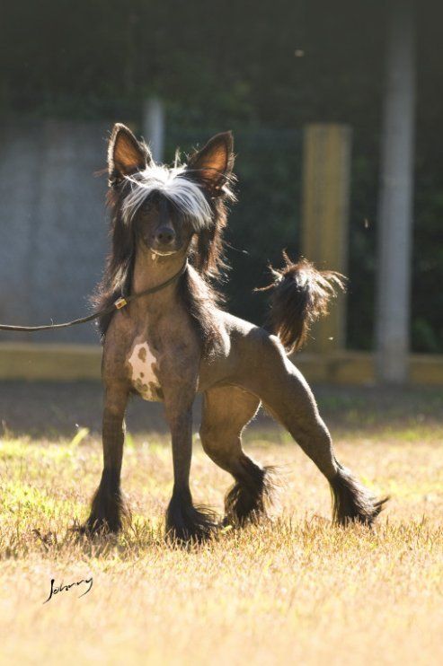 Hyper Sexy Top Model De Rama