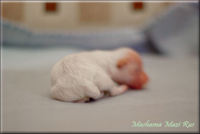 Mashama Mazi Rus Lonyo Upendo