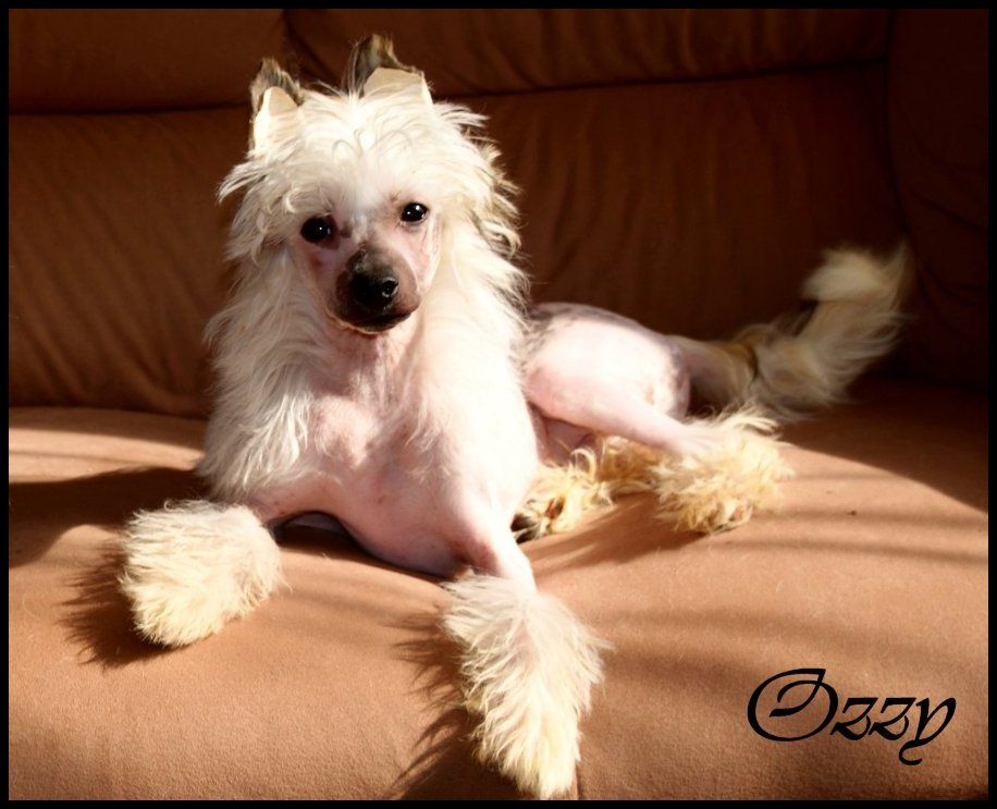 Cuckoo town's Wishmaster