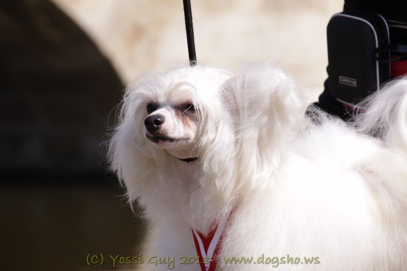 Shanri  Lola S Prikubanskogo