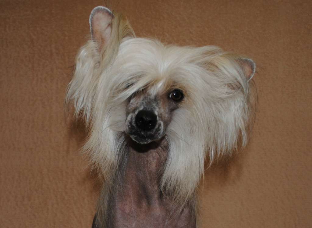 Anda Frelsis Lamborghini