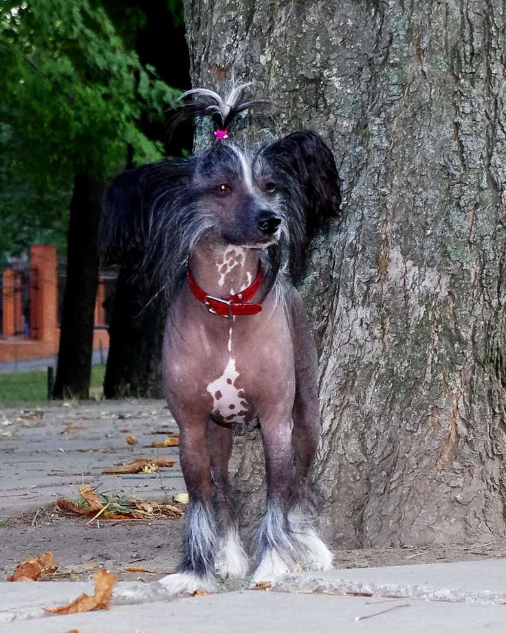 Picasso Perfetto Amico