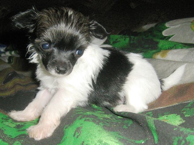 Radugnij Cvetok Rikki Martin