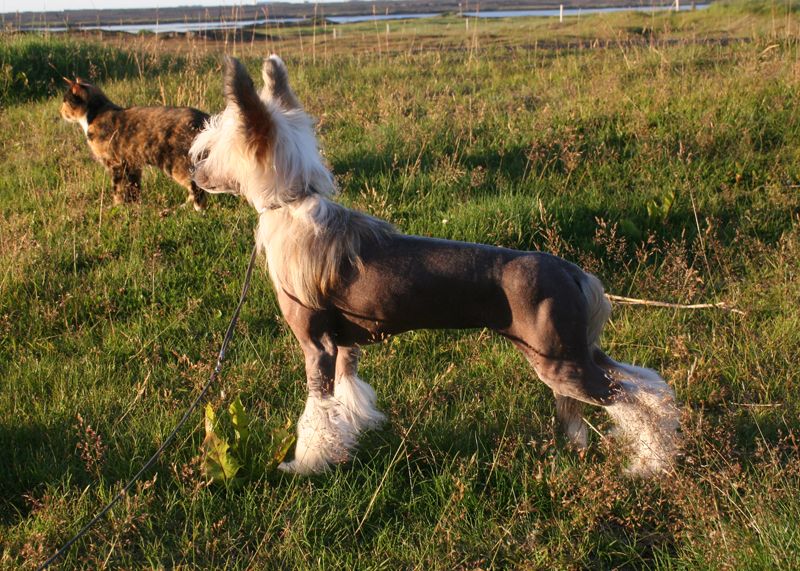 Practical Hero Dare To Be Fancy