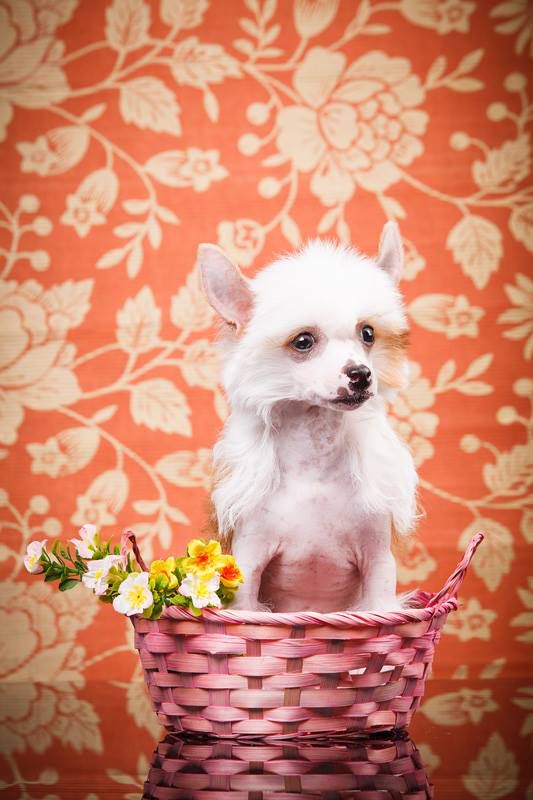 Star Dynasty Elizabeth