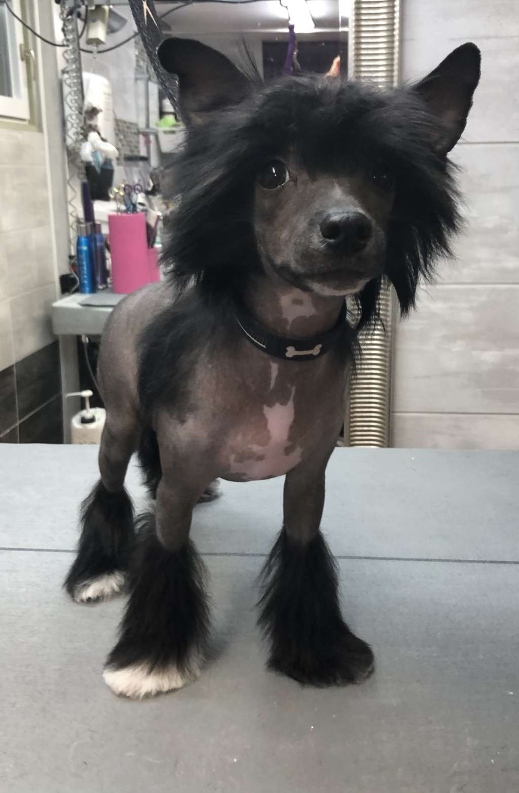 PANTHER Caramella's Family