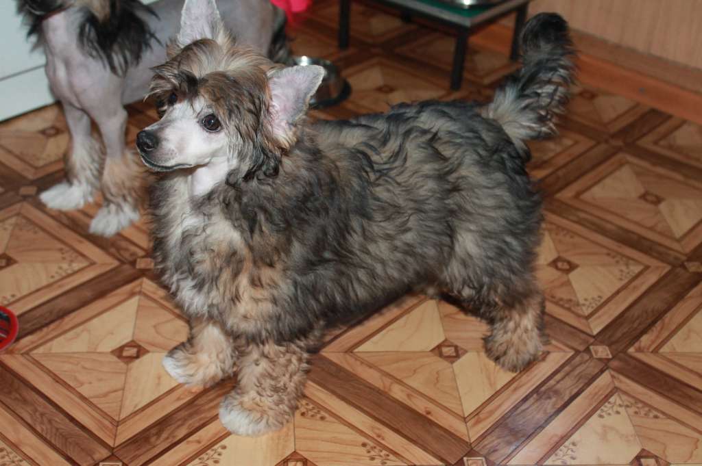 Kristal Yaniry Graff Pink Diamond