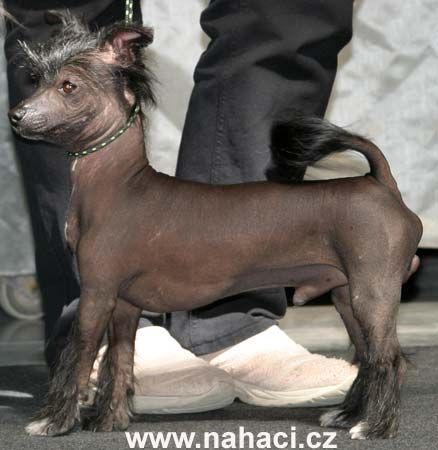 Bonn Bohemia Vampirelli