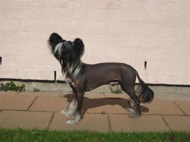 Gamla Bodens Mini Darin