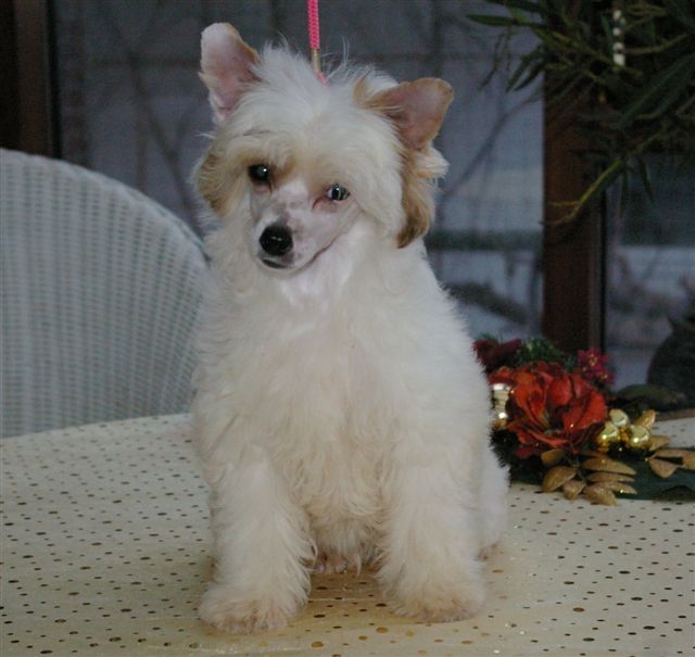 Peppermint Twist von Shinbashi