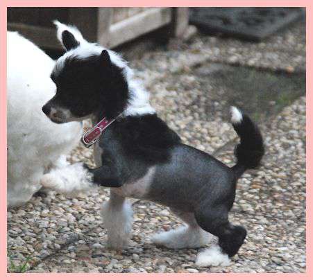 Justify My Love of Roxy's Pride