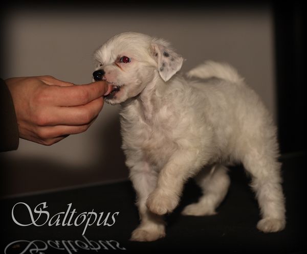 Dogs Of Dark Saltopus