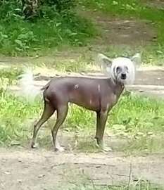 Big Jokes Pixie Cherie