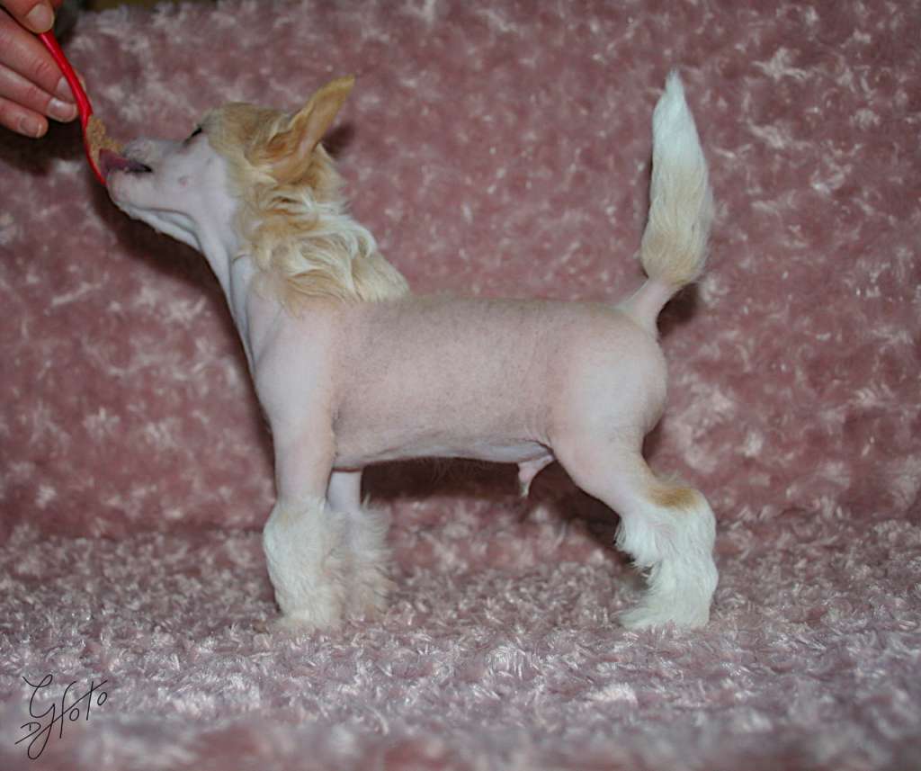 Edcullen's Glade It's Babadook Time