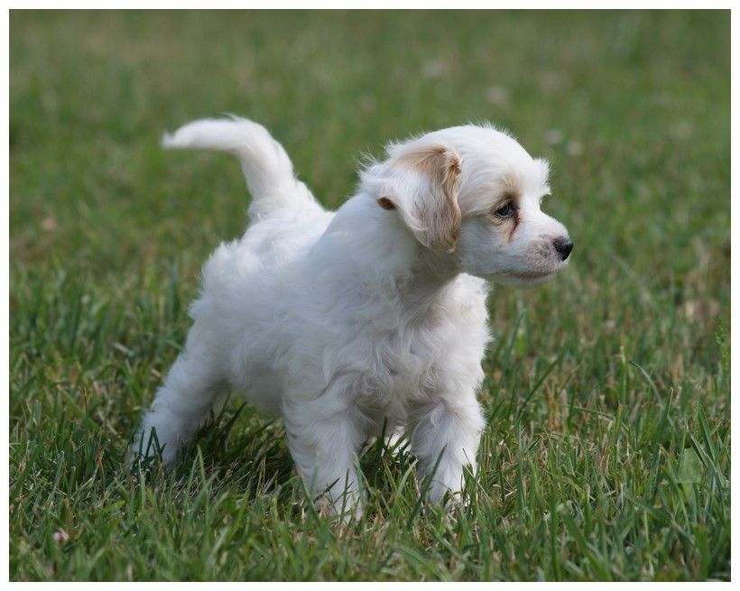 Glitter du Coeur des Ténèbres