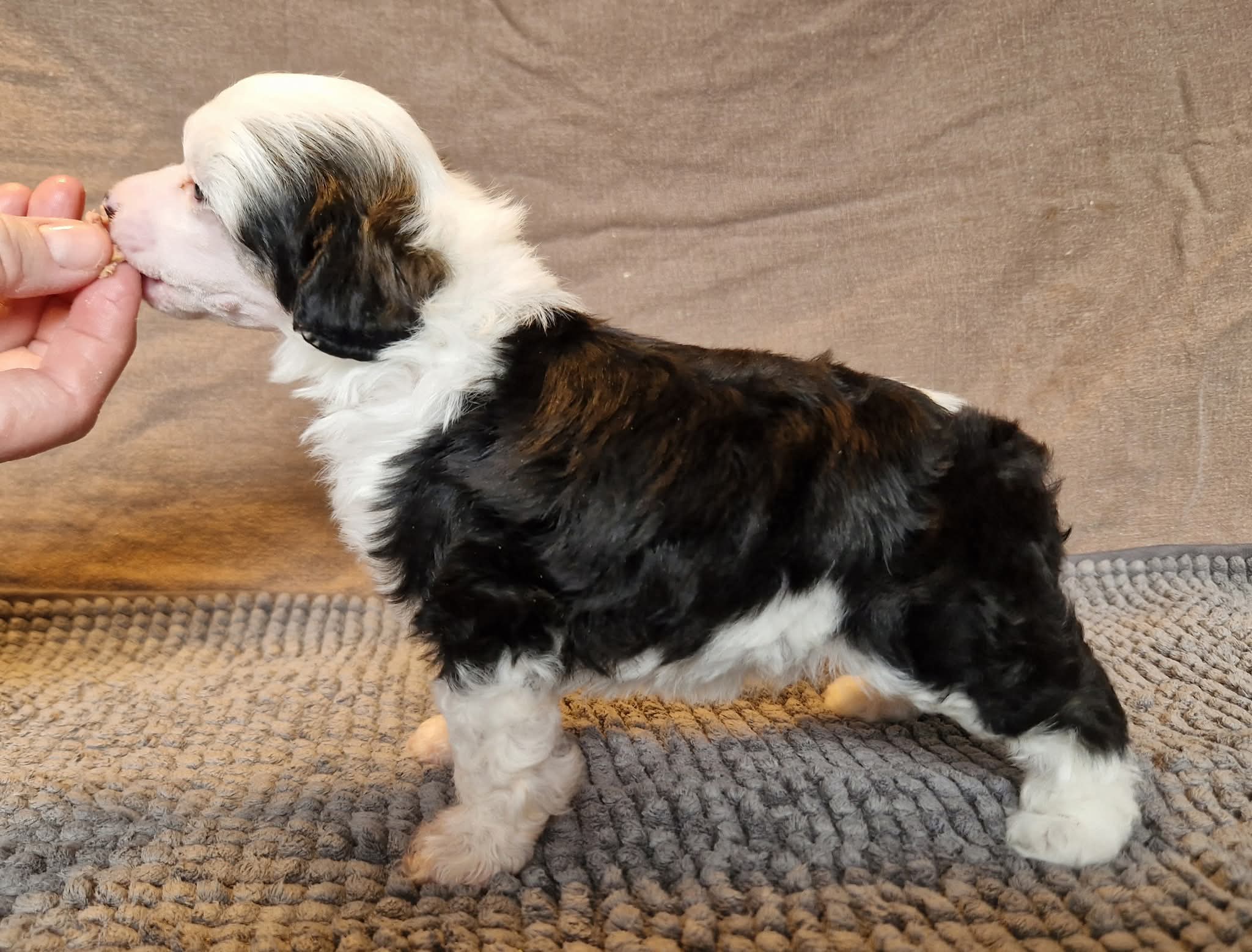 Wildeers Eye Catcher