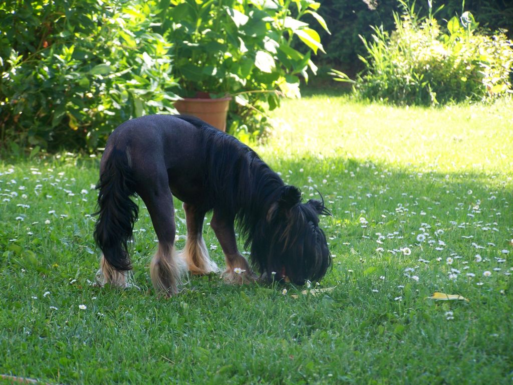 Habib abu Said Al Shraifi