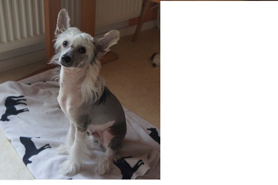 Ying Yang's Bobby Socks