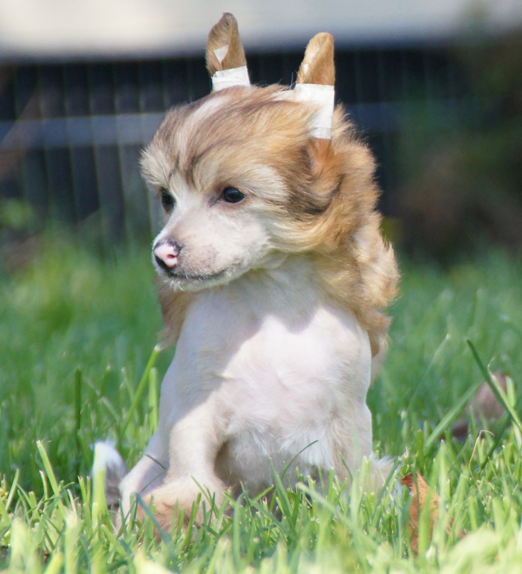 WinTales Here comes Amber