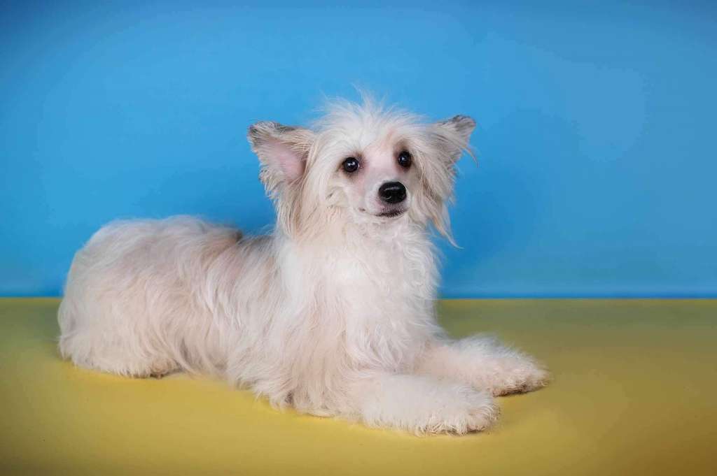 Pelageya Dneprovskoye Solntse